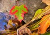 Fall Textures