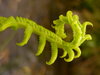 Dragon Fern