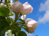 Pink bud on blue