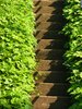 Take me to your garden