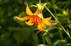 Crowning Glory