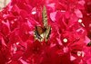 butterfly 1