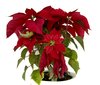 poinsettia christmas 1