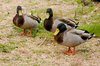 mallard in winter sardinia 4