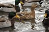 mallard in winter sardinia 5