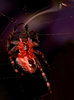 Spider demon
