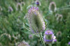 Teasel