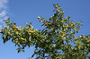 Crab apple