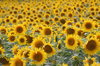 Fields of Gold