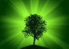tree ...