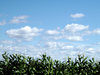 Corn Field