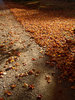 Fall days