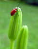 Red Bugger