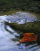 Reflections of Autumn 2