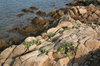 Rocky shoreline