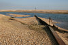 Shingle