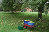 Windfall apples