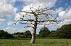 Dead tree