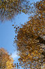 Lime trees in autumn