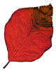 Poinsettia Leaf 1