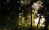 Woods
