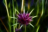Star Flower