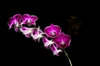 Fractal Flowers