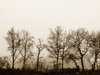 Old Trees