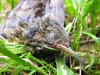 Dead bird