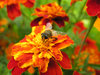 Flower with insect