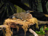 Bird on nest.