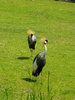 exotic birds