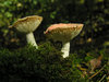 mushroom