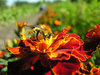 bumblebee on flower