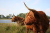 Scottish Highlander