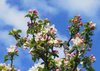 apple blossom