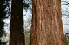Redwood