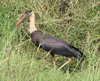 Woolly-necked Stork