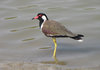 Red Wattled Lapwing