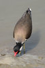 Red Wattled Lapwing