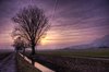 tree in a sunset