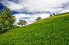 Spring Landscape
