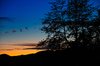 Evening tree