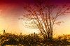 Under a Blood Red Sky