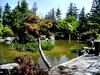 The garden