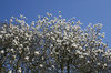 White magnolia