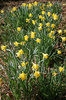 Wild daffodils