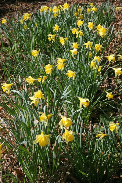 Wild daffodils: Wild daffodils (Narcissus pseudonarcissus) growing in woodland in West Sussex, England, in spring.
