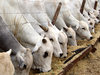 Cattle