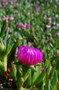 Purple flowers 4